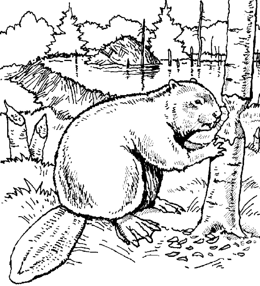 Beaver coloring pages