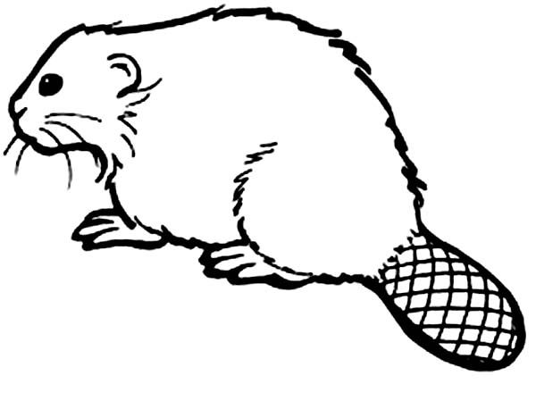 Beaver how to draw a beaver coloring page coloring pages beaver drawings