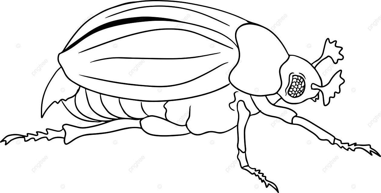 Handdrawn vector illustration of coloring pages featuring roaches and beetles vector natural adult animal png and vector with transparent background for free download