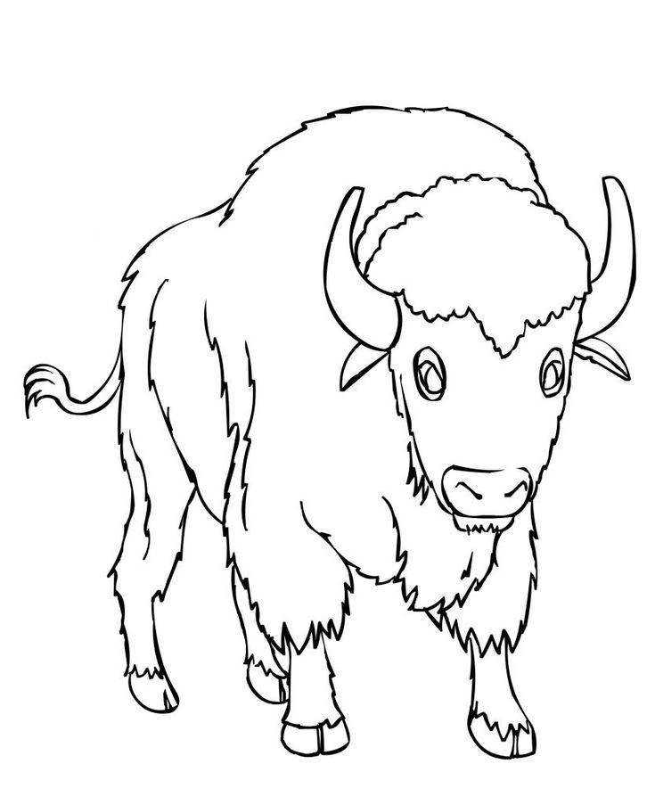 Free printable bison coloring pages for kids toddler coloring book animal coloring pages coloring books