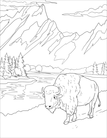 Bison coloring page free printable coloring pages