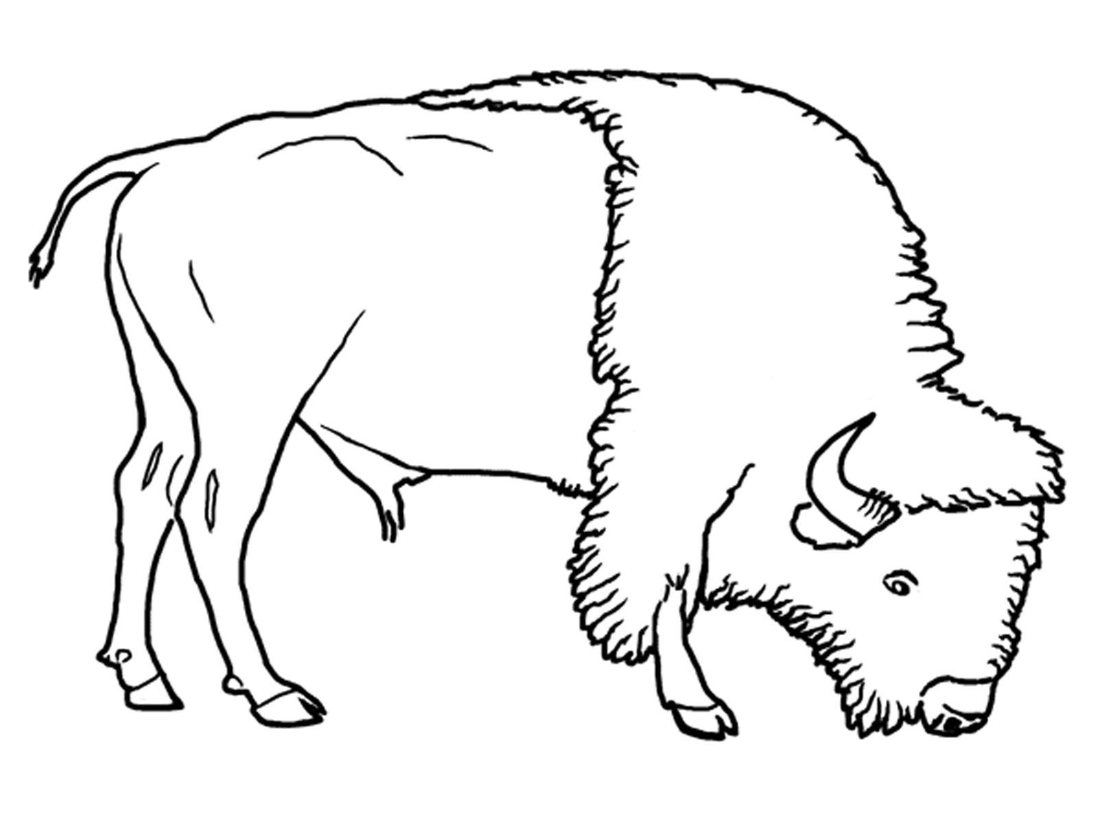 Free printable bison coloring pages for kids