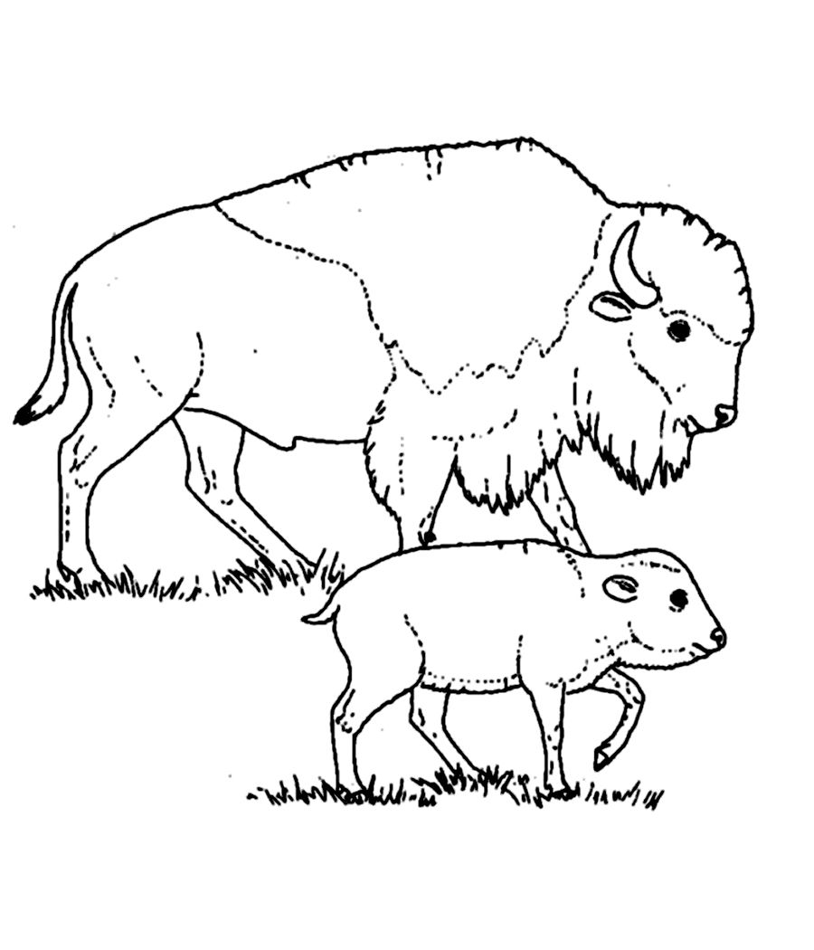 Free printable bison coloring pages for kids animal coloring pages coloring pages animals wild