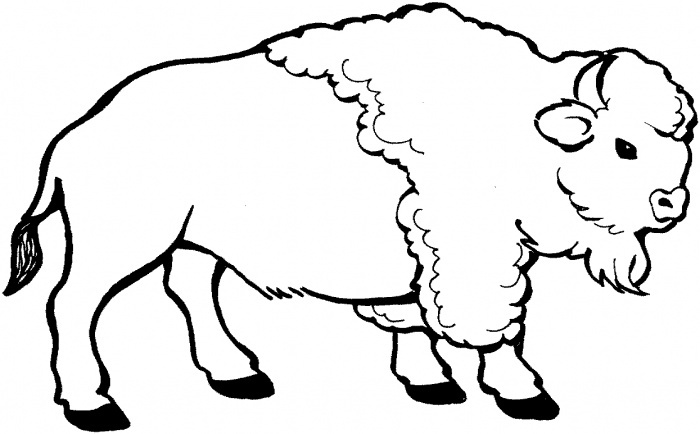 Young bison coloring page supercoloring coloring pages nature animal coloring pages coloring pages