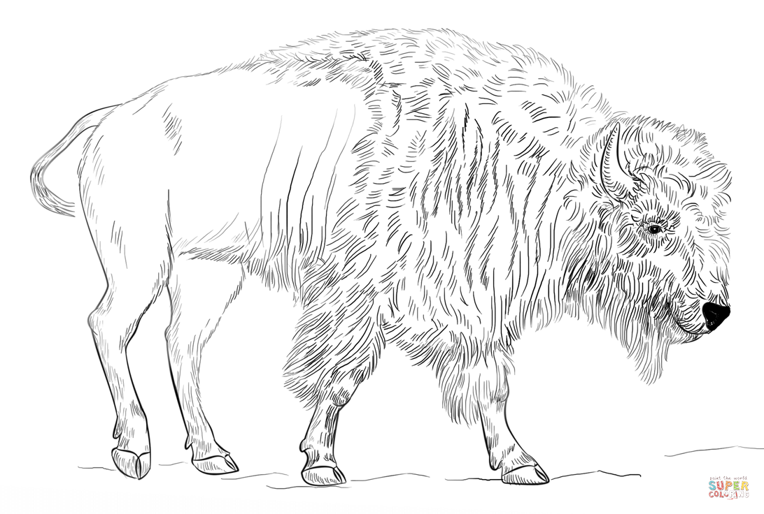 Bison coloring page free printable coloring pages