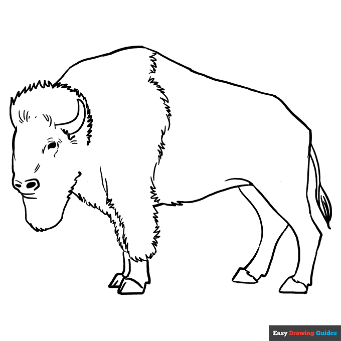 Buffalo coloring page easy drawing guides