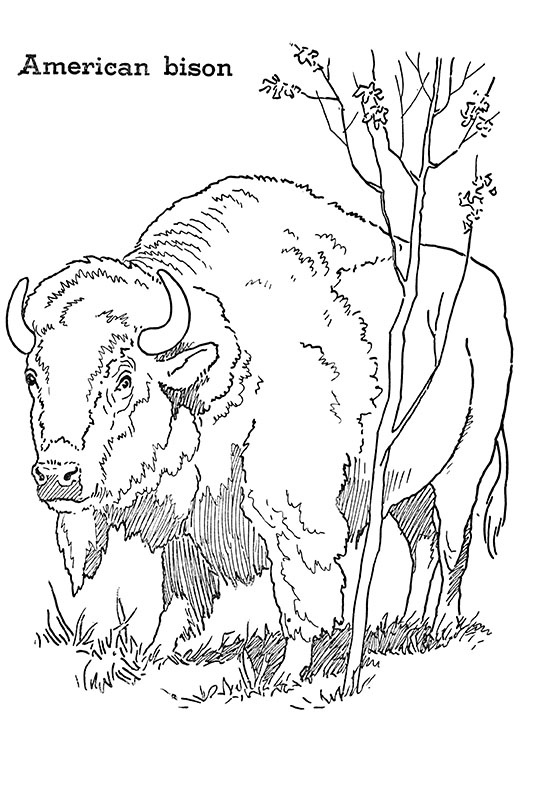 Free bison coloring pages