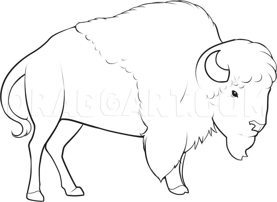 How to draw a bison step by step drawing guide by dawn dragoart buffalo art bison art buffalo painting