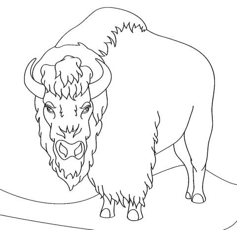 Angry bison coloring page free printable coloring pages