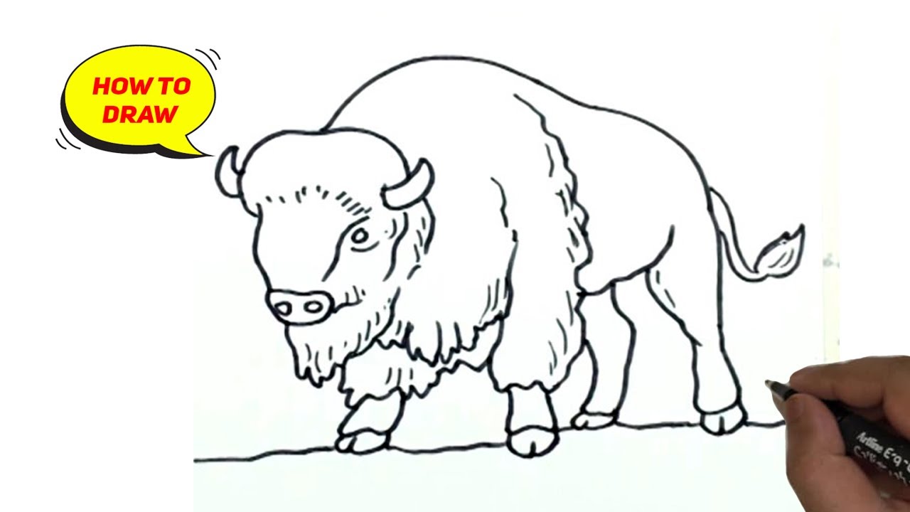 How to draw a bison easy and step by step bison easy line drawing tutorial