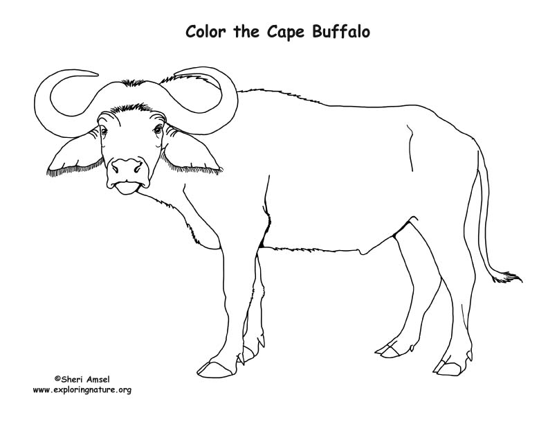 Cape buffalo coloring page