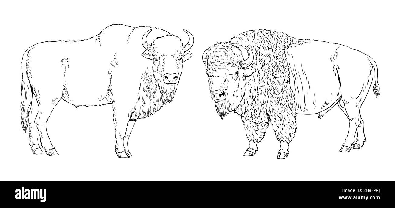 European and american bison drawing digital template for coloring with wisent and bison stock photo