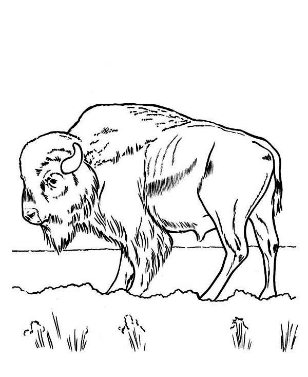 Bison eating grass coloring page horse coloring pages bison art animal coloring pages