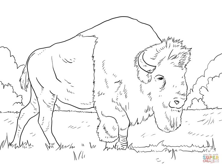 Bison grazing on grasses coloring page free printable coloring pages coloring pages nature coloring pages animal coloring pages