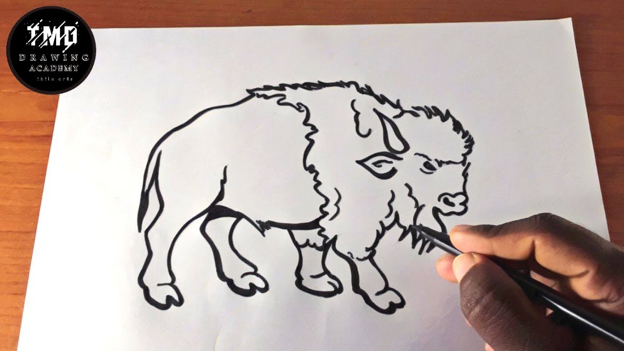 How to draw bison ð easy bison drawing step by stepð american bison buffalo drawing tutorial