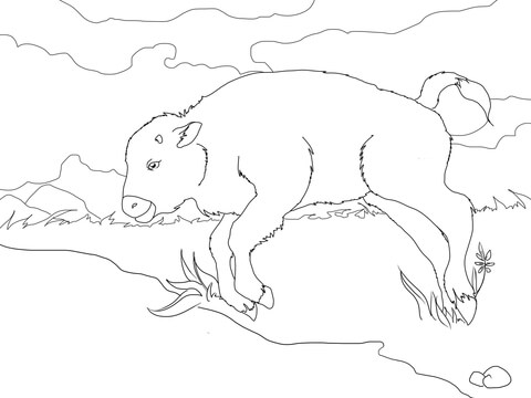 Baby bison coloring page free printable coloring pages