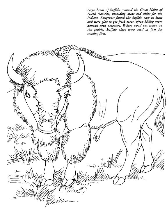 Buffalo information coloring pages african buffalo buffalo animal