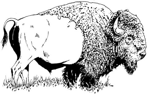 Free bison coloring pages