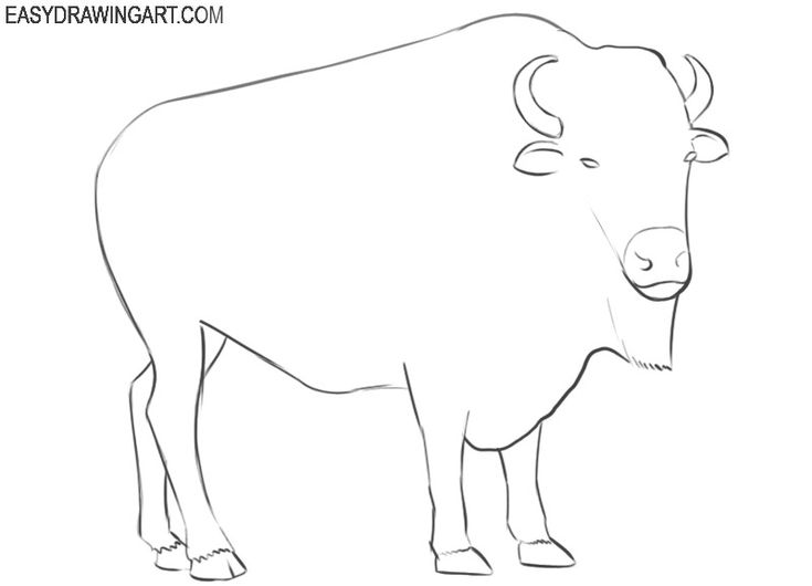 Bison drawing easy easy drawings drawings animal drawings