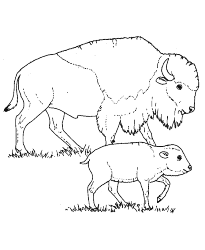 Buffalo coloring pages