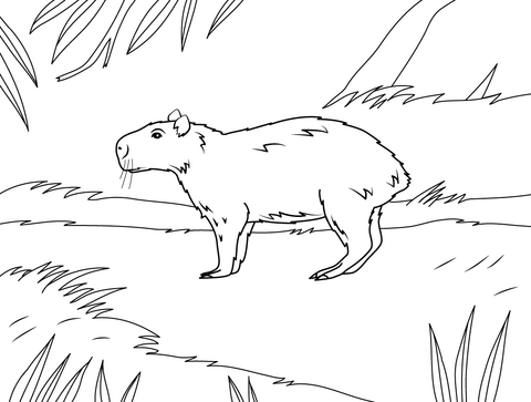 Lesser capybara coloring page free printable coloring pages free printable coloring pages coloring pages free printable coloring