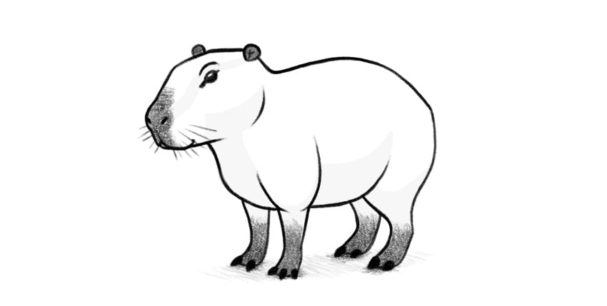 How to draw a capybara envato tuts