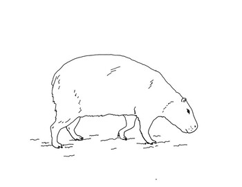 Capybara coloring page by mama draw it tpt