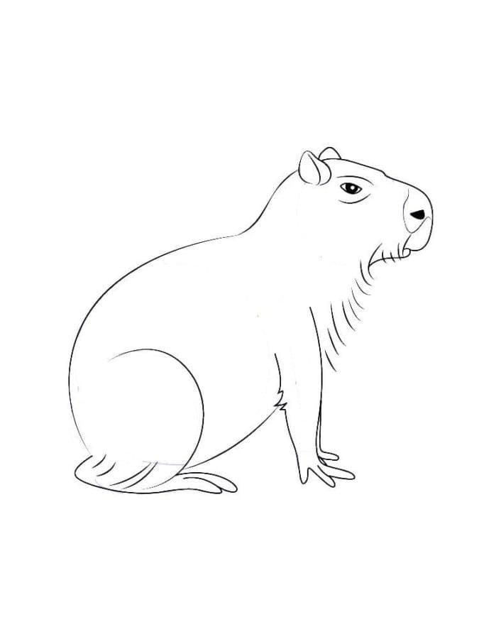 Capybara coloring pages