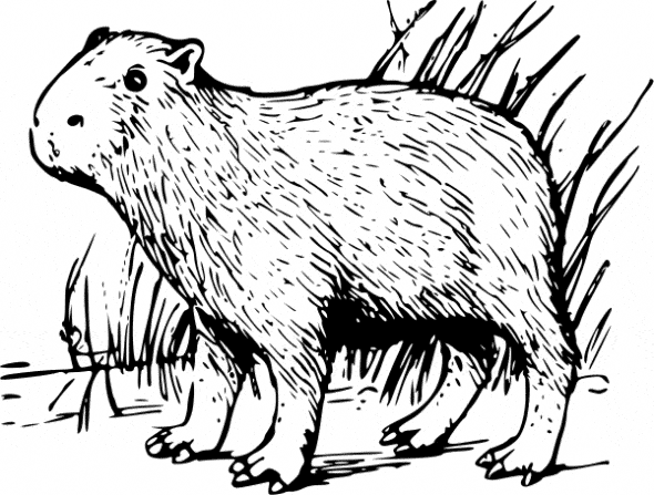 Capibara coloring page