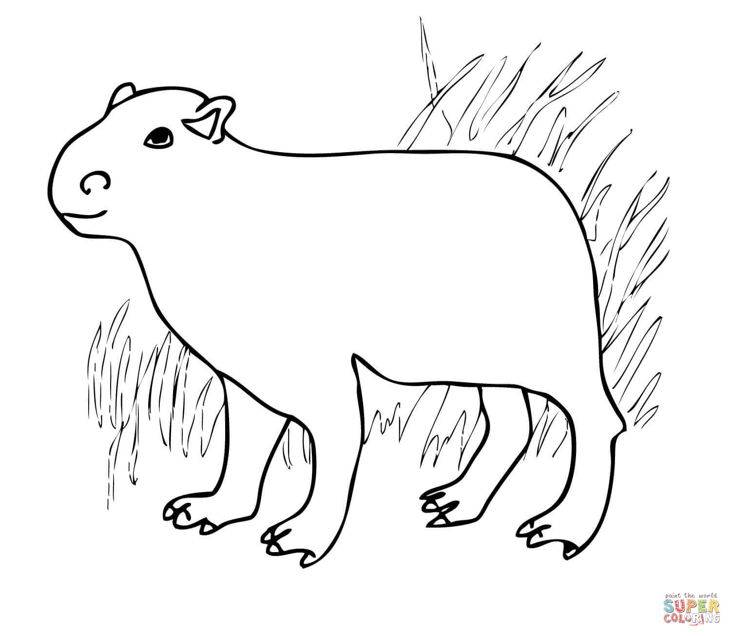 Capybara from south america coloring page free printable coloring pages