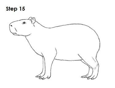 Capybara drawing capybara easy drawings elephant loring page