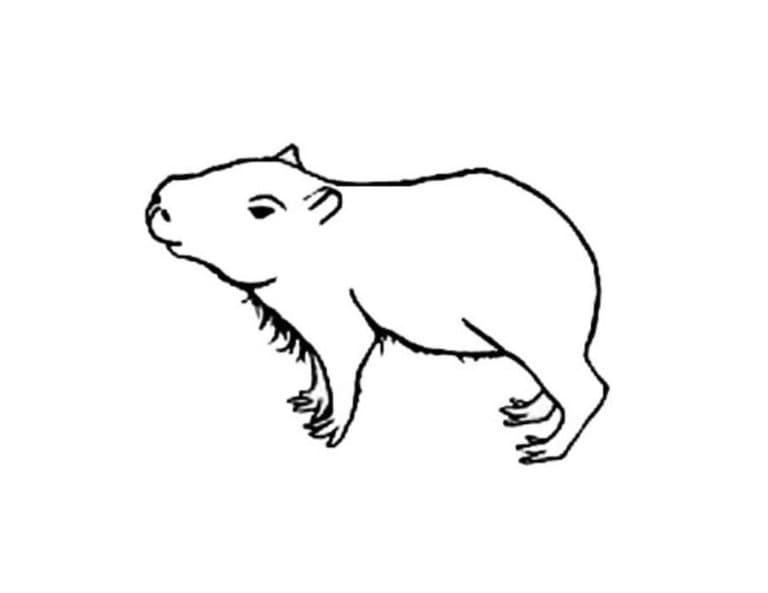 Capybara coloring pages