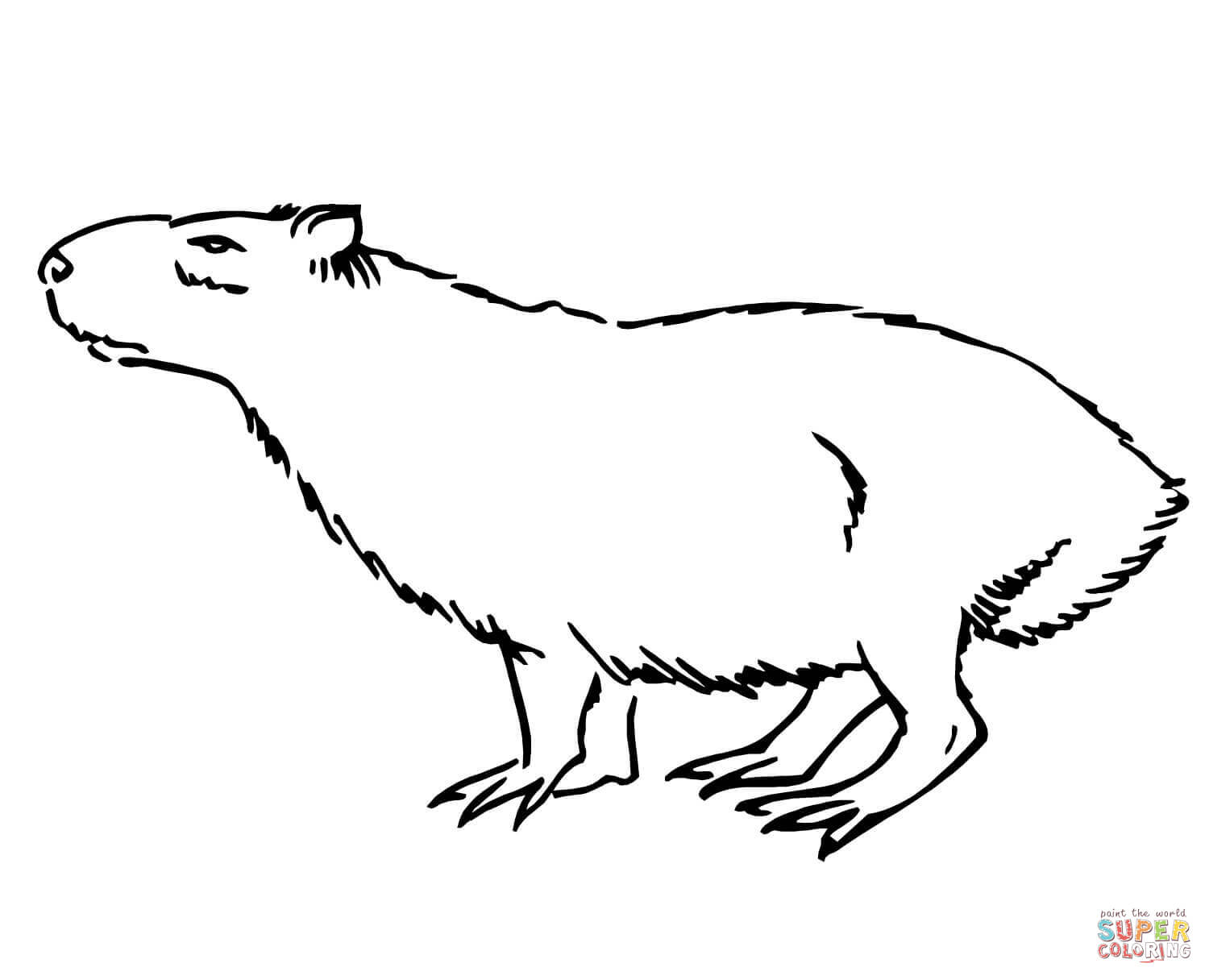 Capybara coloring page free printable coloring pages