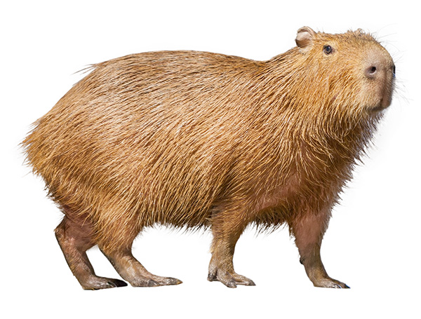 Take a break and learn how to draw a capybara