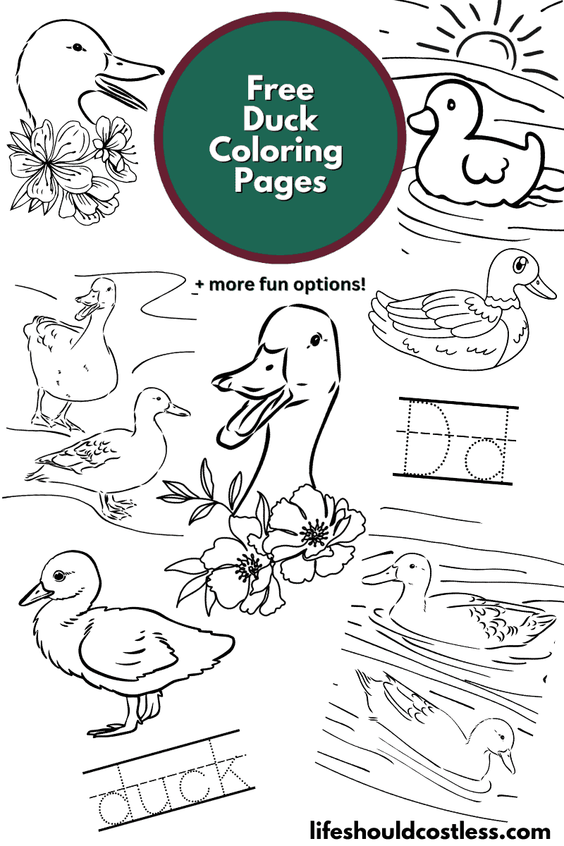 Duck coloring pages free printable pdf templates