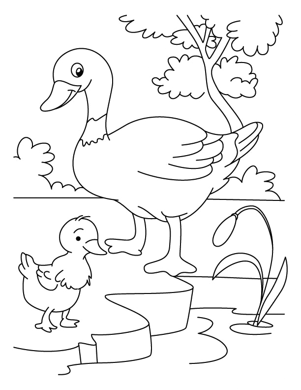 Duck coloring pages