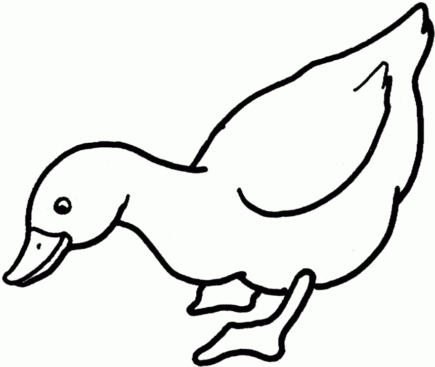 Duck coloring pages