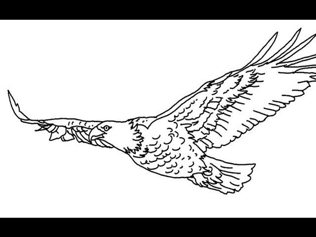 How to draw a flying eagle