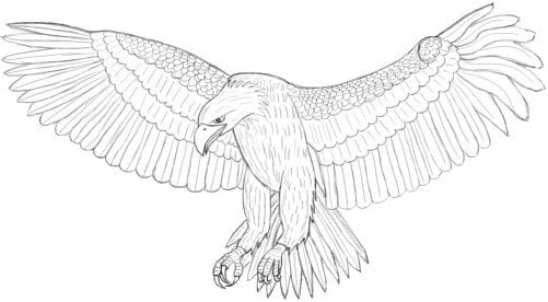 How to draw an eagle step by step beginner guides eagle drawing eagle art drawings