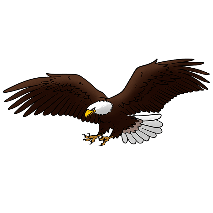 How to draw a bald eagle flying