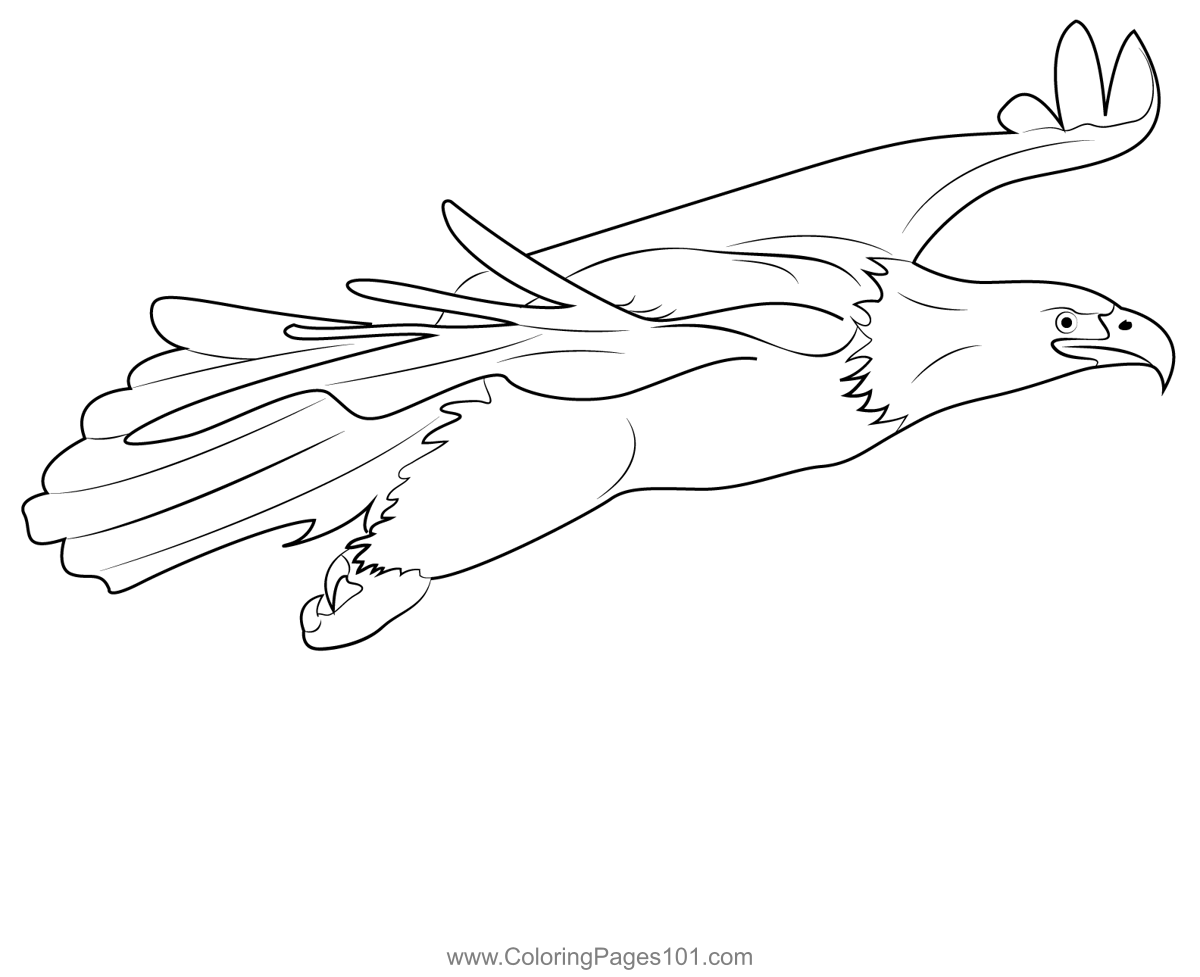 Bald eagle fly coloring page for kids