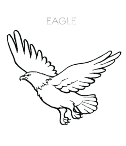 Eagle coloring pages playing learning