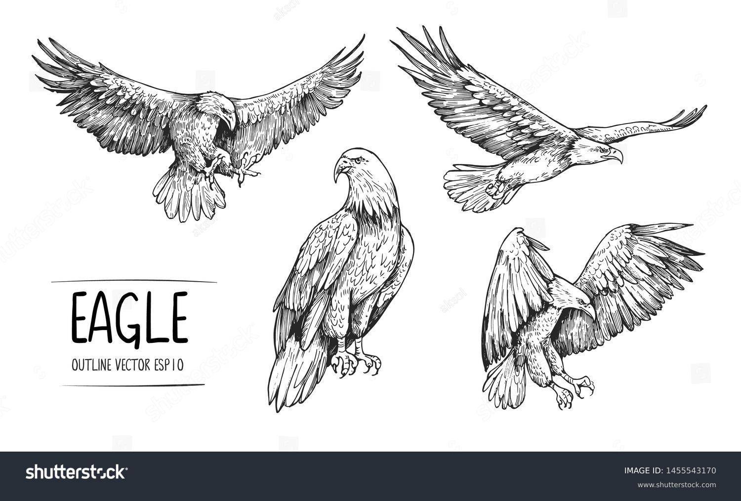 Black white flying eagle drawing royalty