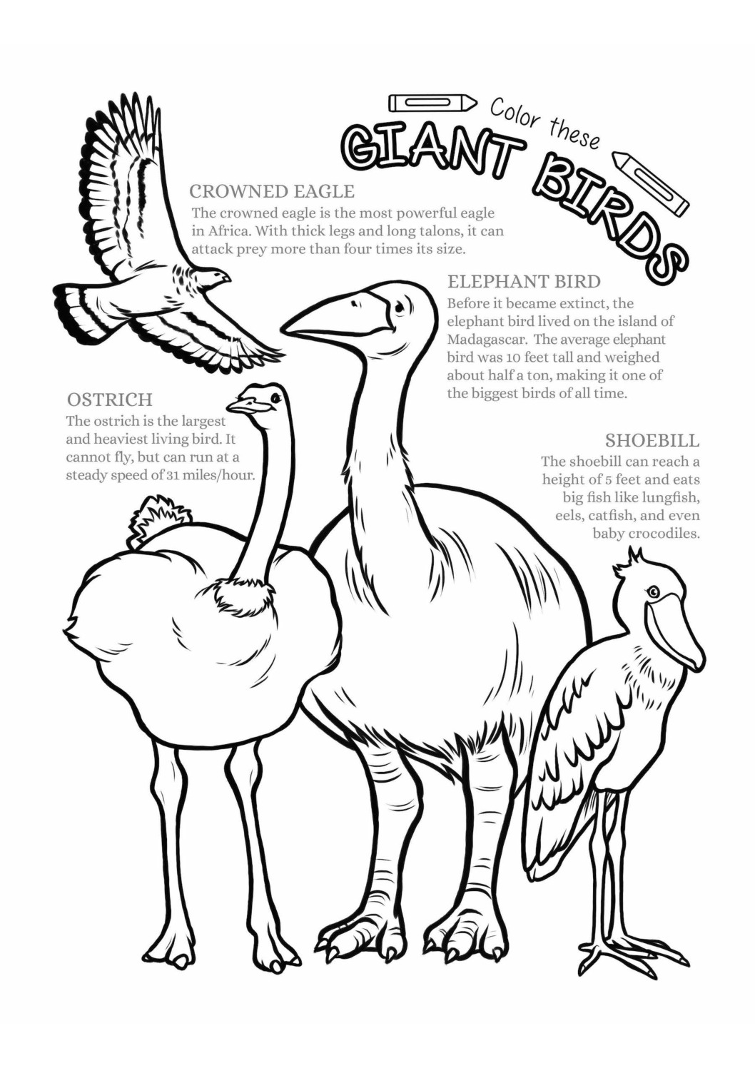 Giant bird coloring page â