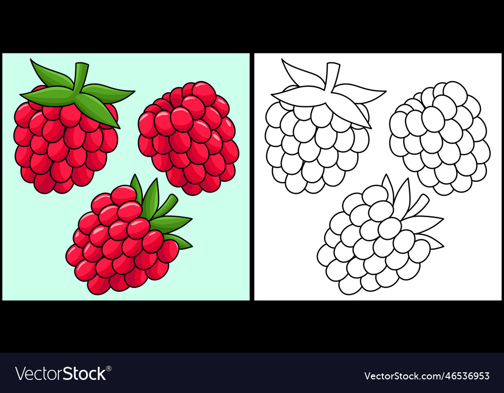 Raspberry fruit coloring page colored royalty free vector