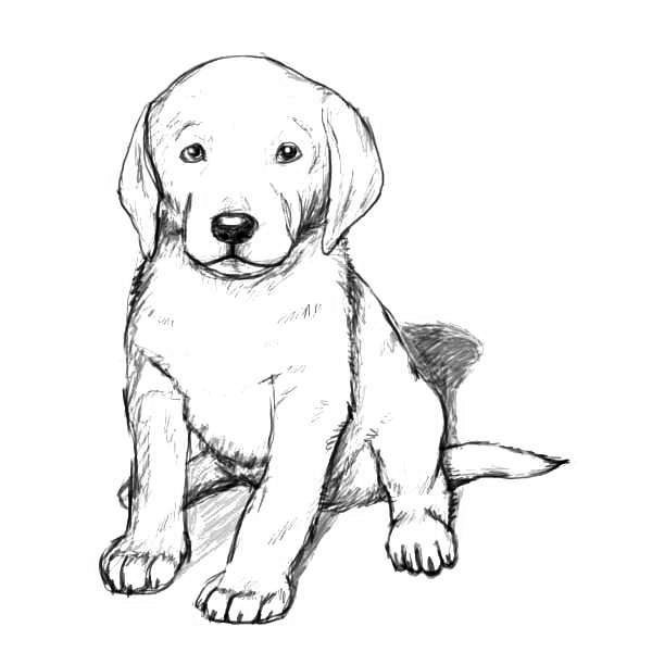 Golden retriever coloring pages