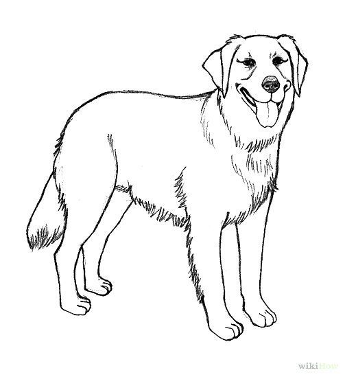 Coloring pages draw a golden retriever