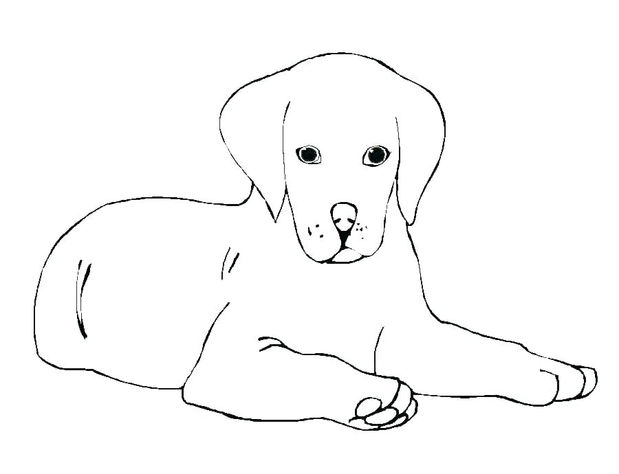 Golden retriever coloring pages