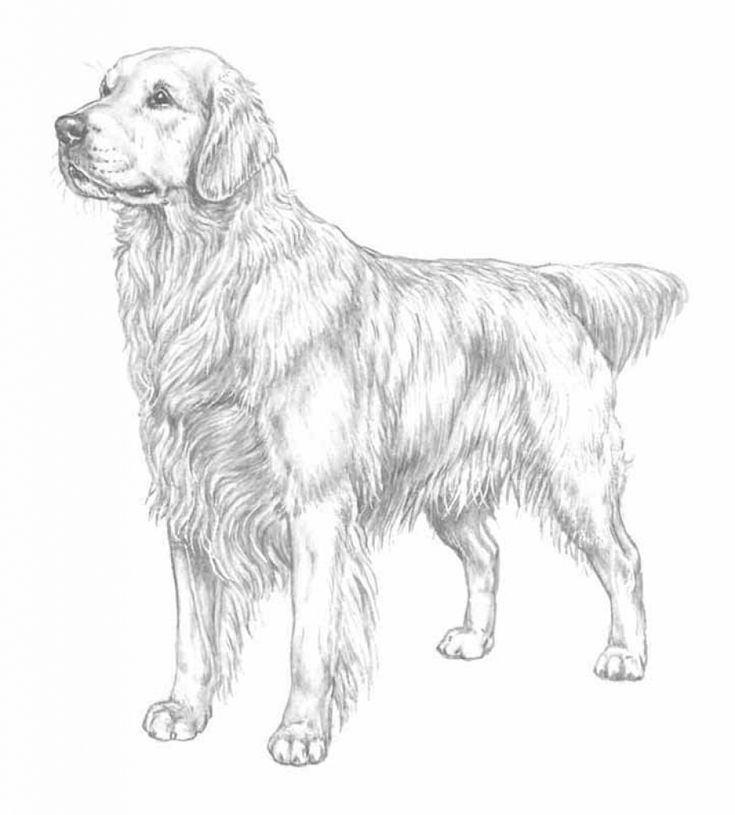 Golden retriever coloring page golden retriever coloring page golden retriever coloring pages