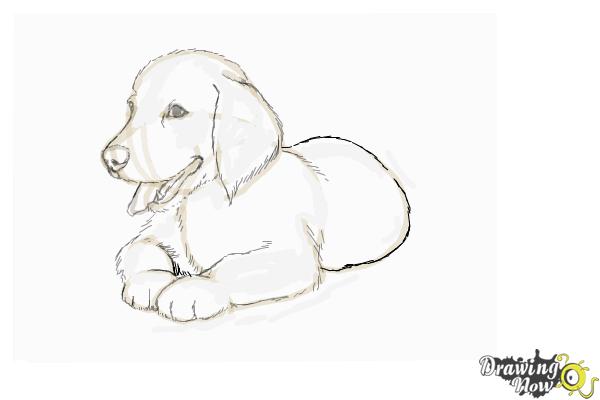 How to draw a golden retriever puppy